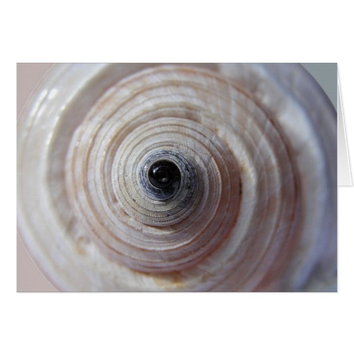 Spiral Sea Shell Photograph Greeting Cards