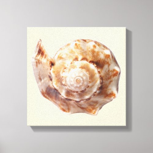 Spiral Seashell Wrapped Canvas Print