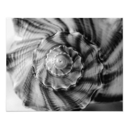 Spiral Shell Black and White Photo Print