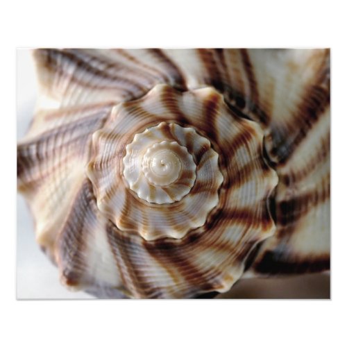 Spiral Shell Photo Print