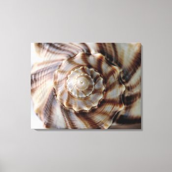Spiral Shell Wrapped Canvas Print by artinphotography at Zazzle