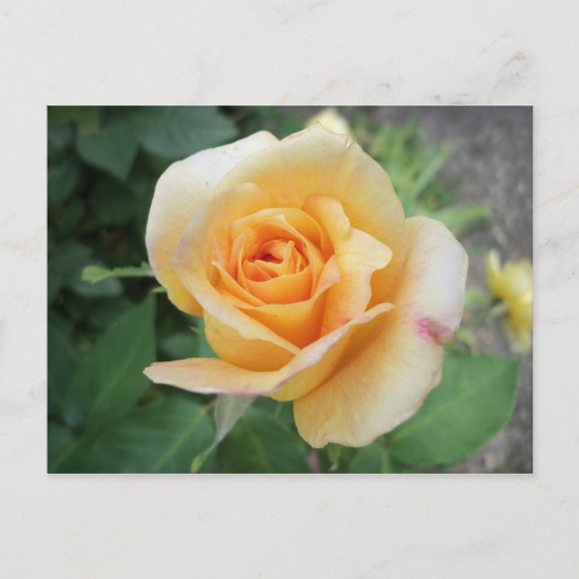 Spiraled Yellow Rose Postcard (Front)