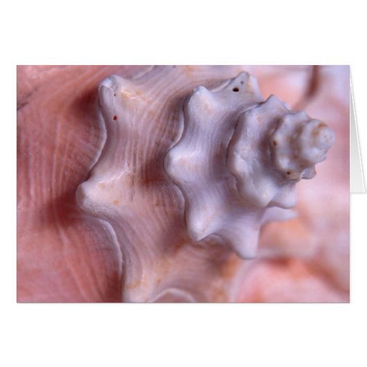 Spiraling conch cards (Front Horizontal)