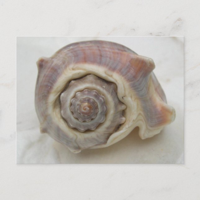 Spire Spiral Crown Shell Photography Postcard (Front)