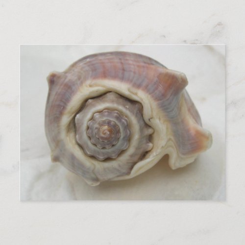 Spire Spiral Crown Shell Photography Postcard