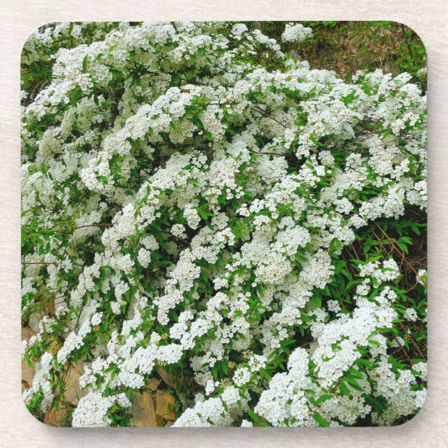 Spirea Arguta Beverage Coaster (Front)