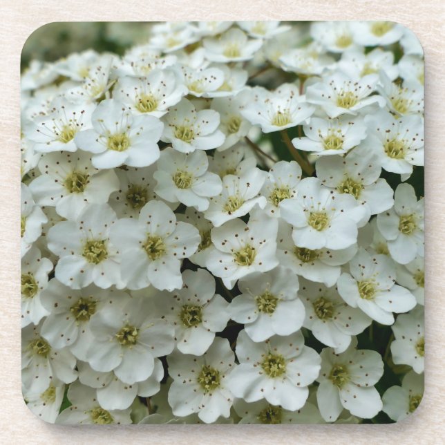 Spirea Arguta Beverage Coaster (Front)