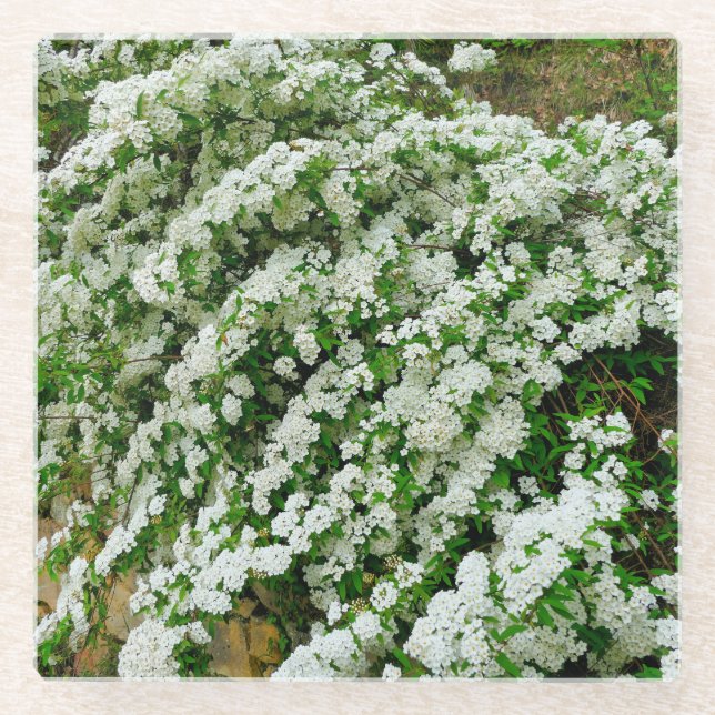 Spirea Arguta Glass Coaster (Front)