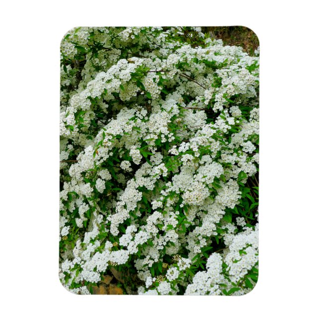 Spirea Arguta Magnet (Vertical)