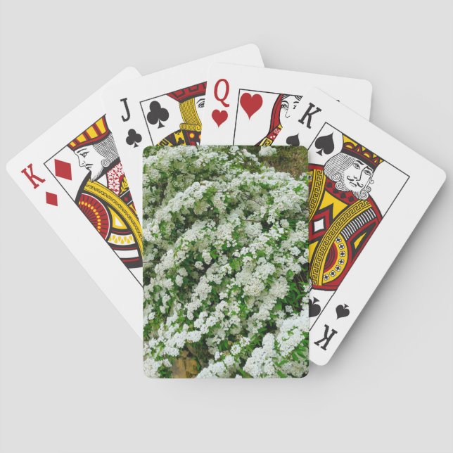Spirea Arguta Poker Cards (Back)