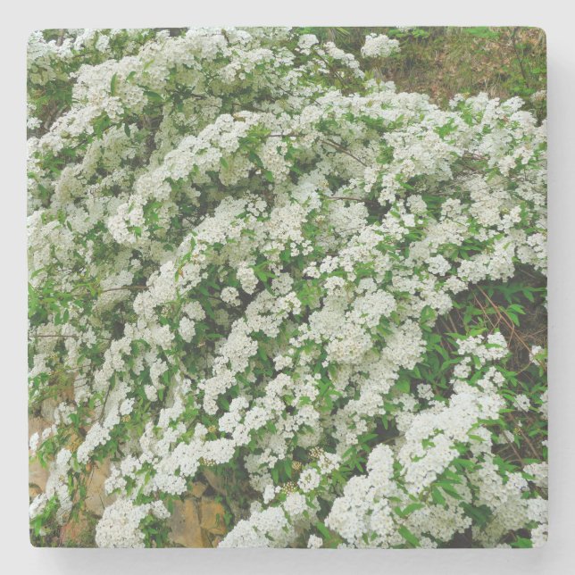 Spirea Arguta Stone Coaster (Front)