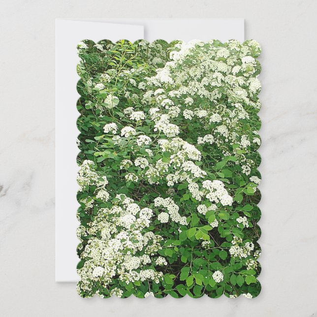 Spirea Floral Flower Shrub/bush Invitation (Front)