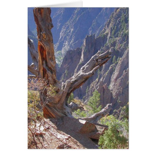 Spires of Wood and Stone (Front)