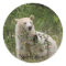 "Spirit Bear" gifts