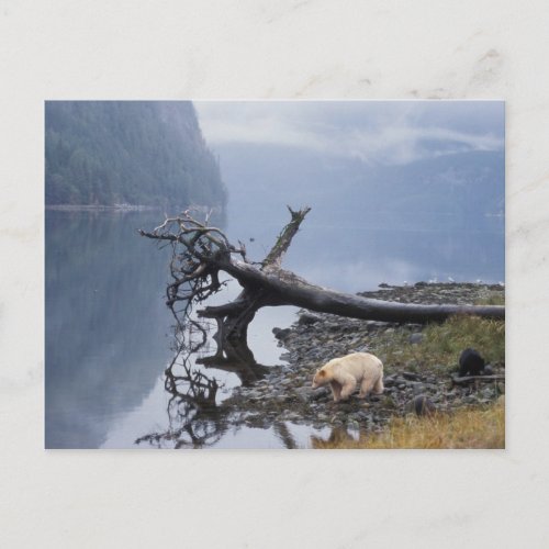 spirit bear Kermode black bear sow with a Postcard