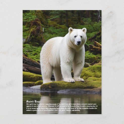 Spirit Bear Postcard