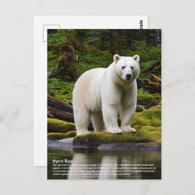 Spirit Bear Postcard (Front/Back)