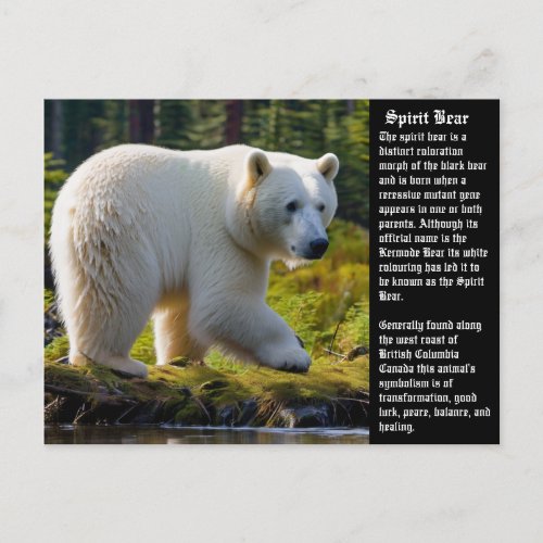 Spirit Bear Postcard