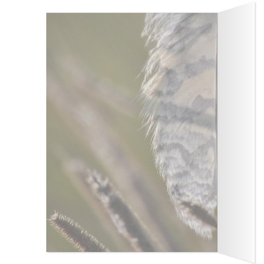 Spirit Feather Everyday (Inside (Left))