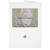 Spirit Feather Everyday Cards (Back)