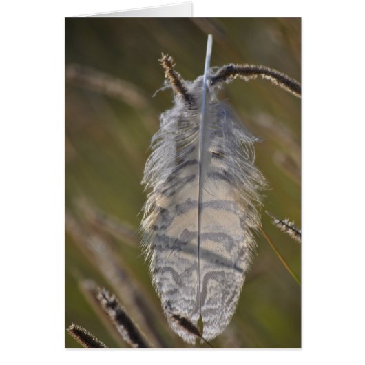 Spirit Feather Everyday Cards (Front)