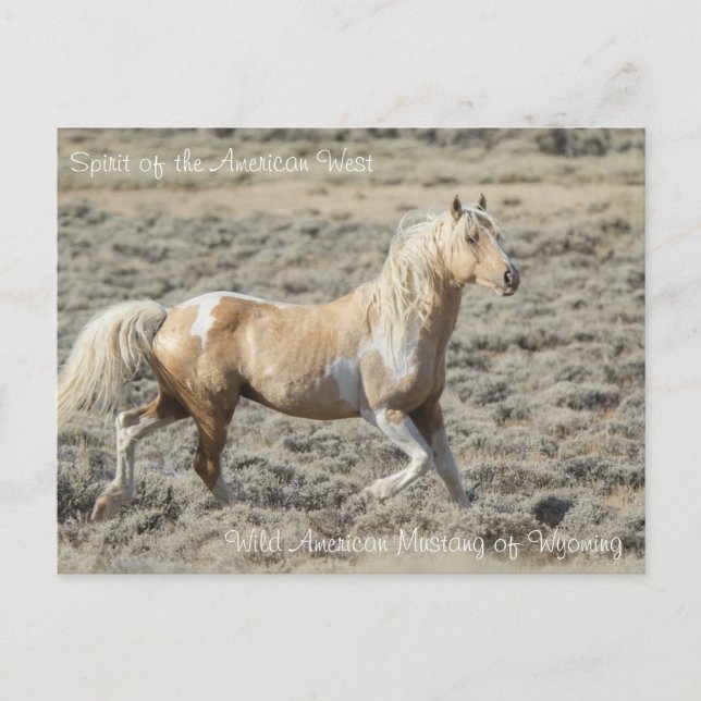 Spirit of the American West - Postcard (Front)