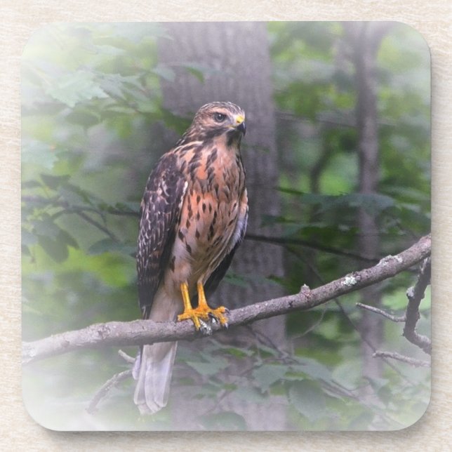 Spirit Of The Hawk Drink Coaster (Front)
