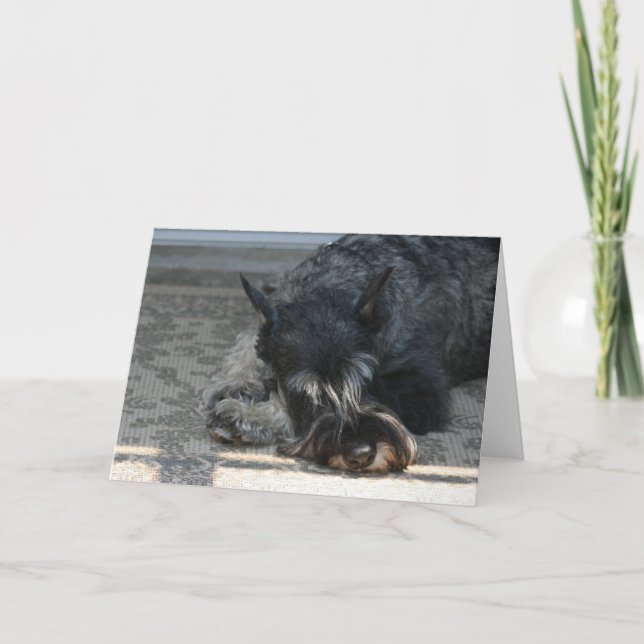 "Spirit" Standard Schnauzer Photo Greeting Card (Front)