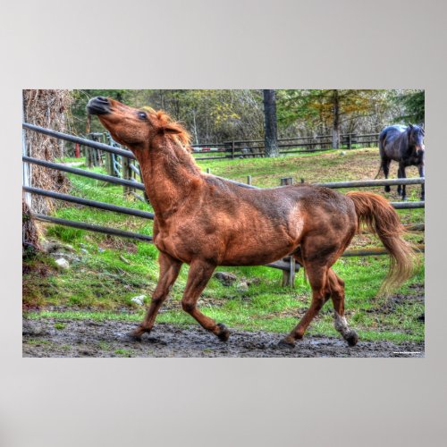 Spirited Playful Chestnut Ranch Horse Equine Photo Poster