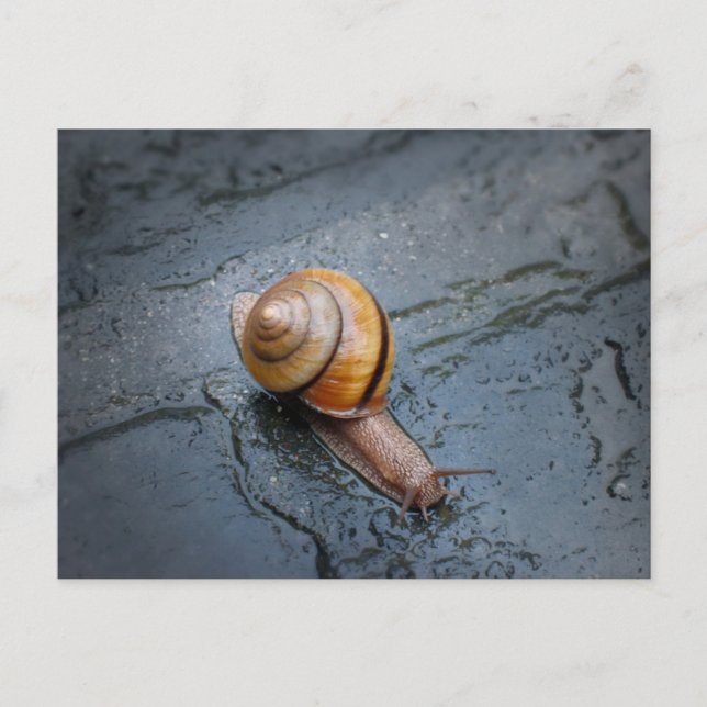 Spirited Snail on a Rainy Day Postcard (Front)
