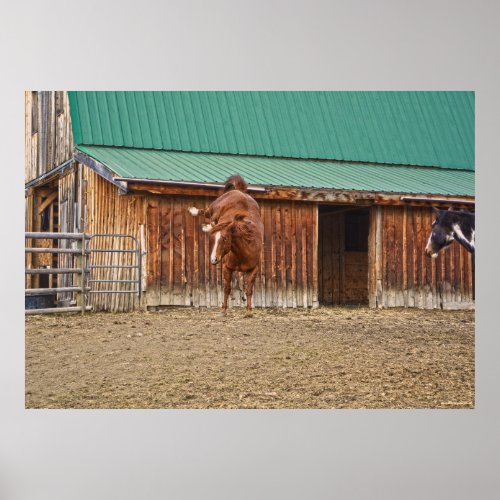 Spirited Sorrel Horse Bucking by a Barn Poster