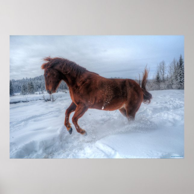 Spirited Sorrel Horse Rearing Up in Winter Snow Poster (Front)