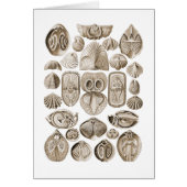 Spirobranchia (Front)