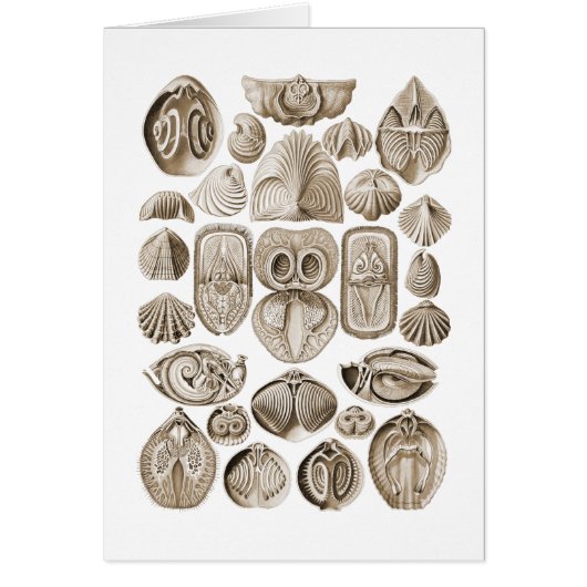 Spirobranchia (Front)