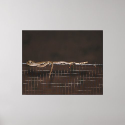 Spitting Cobra In The Night Canvas Print