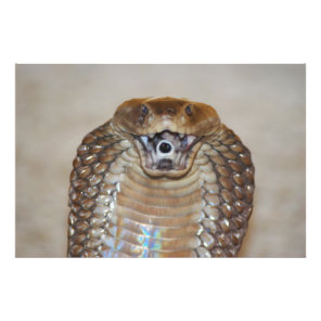 Spitting Cobra Portrait Photo Print