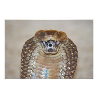 Spitting Cobra Portrait Photo Print