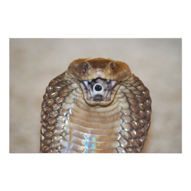 Spitting Cobra Portrait Photo Print (Front)