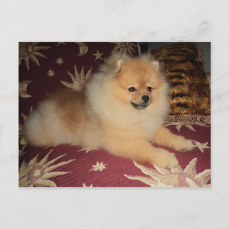 Spitz Alemão Postcard