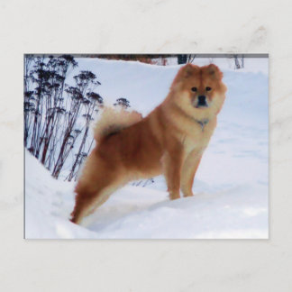spitz painting postcards