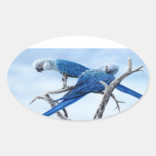 Spix macaw. The blue Parrot of the film Rio. Oval Sticker