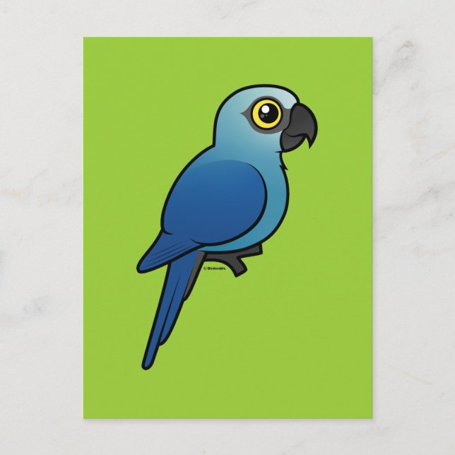 Spix's Macaw Postcard (Front)