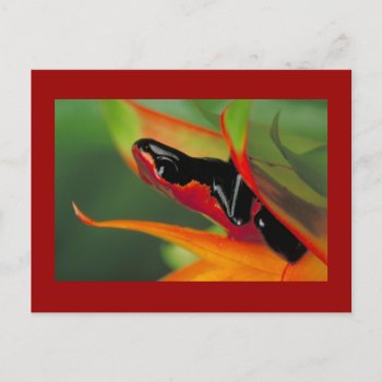Splash-backed Poison Frog Postcard by Godsblossom at Zazzle