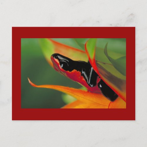 Splash_backed poison frog Postcard