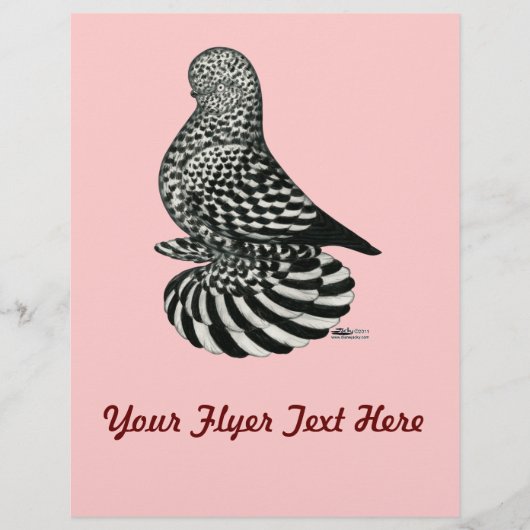Splash Muffed Tumbler Pigeon (Front)