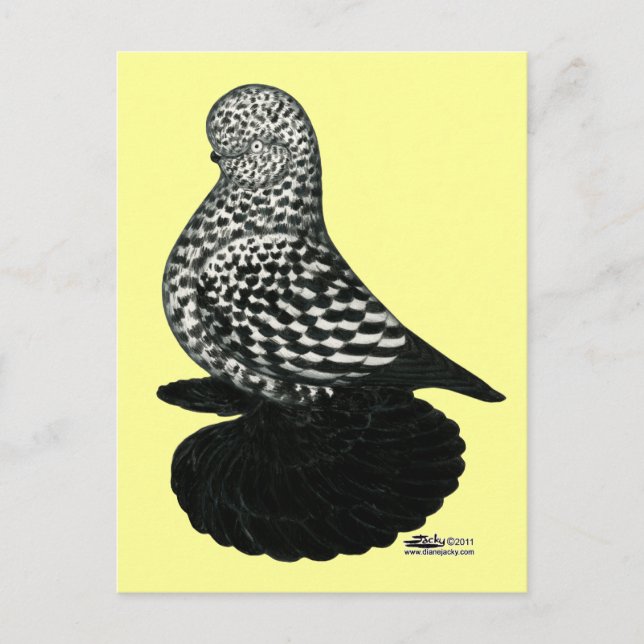 Splash Muffed Tumbler Pigeon 2 Postcard (Front)