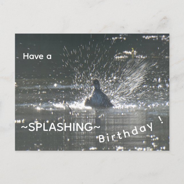 Splashing Coot Cust. Happy Birthday Postcard (Front)