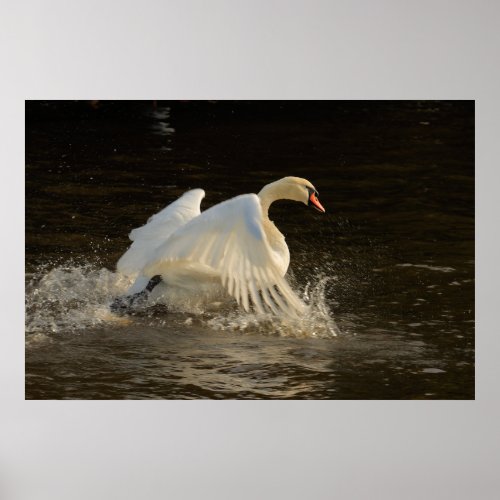 Splashing Swan Print