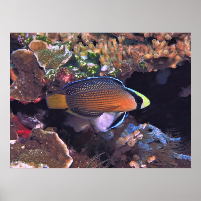 Splendid Dottyback Poster (Front)
