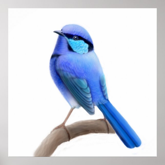 Splendid Fairy Wren Bird Print (Front)